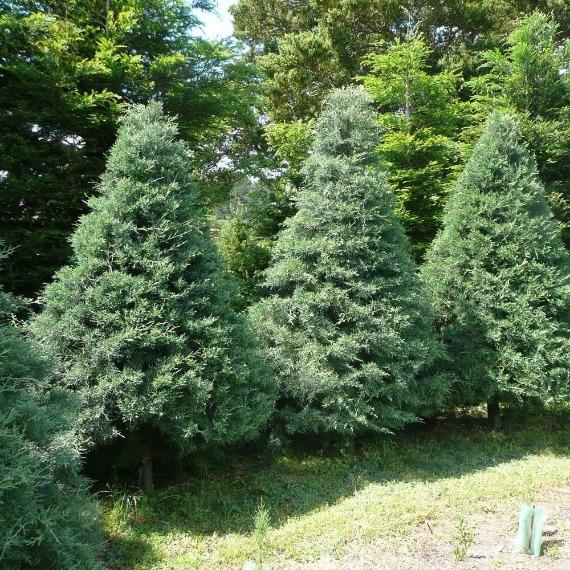 Blue Ice Cypress for Sale | Silver-Blue Evergreen Privacy Tree