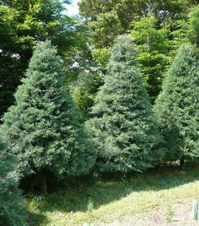 Blue Ice Cypress