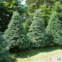 Blue Ice Cypress planted as a privacy screen