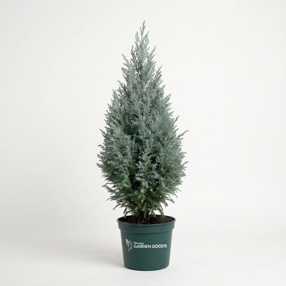 A small conical evergreen tree in a dark green plastic nursery pot, photographed against a clean white studio background. The pot is branded with 'Blossom the Garden Goods'.