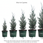 A height chart for Blue Ice Cypress potted plants showing five different sizes ranging from 1ft to 5-6ft, with corresponding heights marked from 0ft to 6ft on a white background.
