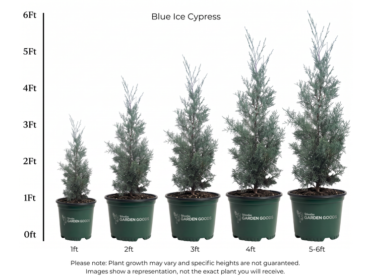 A height chart for Blue Ice Cypress potted plants showing five different sizes ranging from 1ft to 5-6ft, with corresponding heights marked from 0ft to 6ft on a white background.