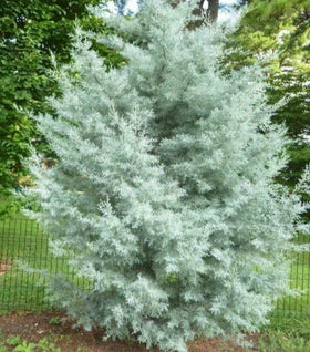 Blue Ice Cypress