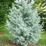 Blue Ice Cypress planted as a specimen tree