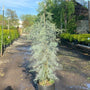 4 to 5 foot  blue ice cypress in 5 Gallon Pot