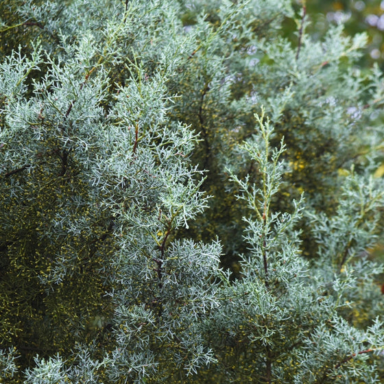 Close up of the Blue Ice Cypress trees Blue-Gray Needles