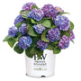A potted plant of blue and purple hydrangeas with green leaves, in a white plastic pot branded 'Proven Winners' and 'Color Choice', on a white background.