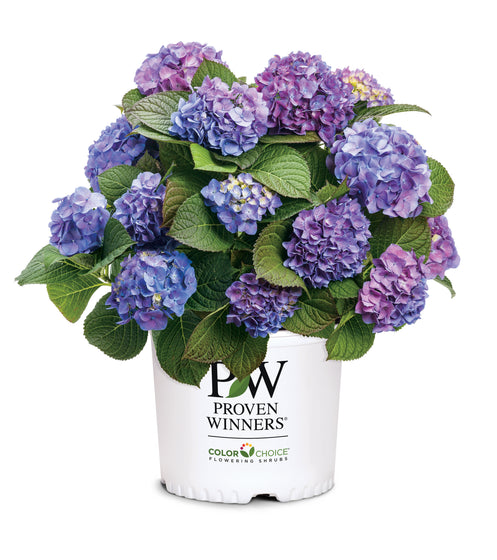 A potted plant of blue and purple hydrangeas with green leaves, in a white plastic pot branded 'Proven Winners' and 'Color Choice', on a white background.