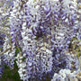 close up of the blueish purple flowers of the blue moon wisteria