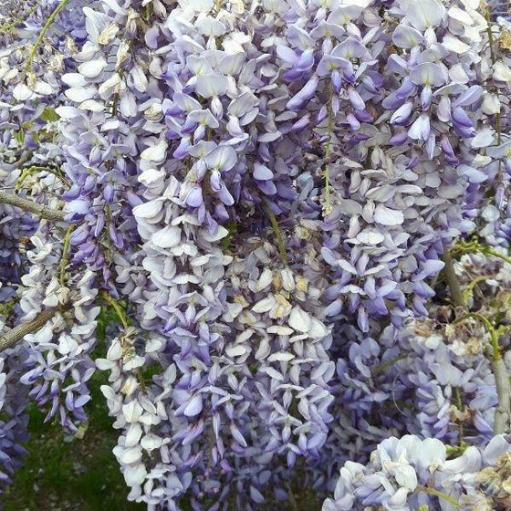 close up of the blueish purple flowers of the blue moon wisteria