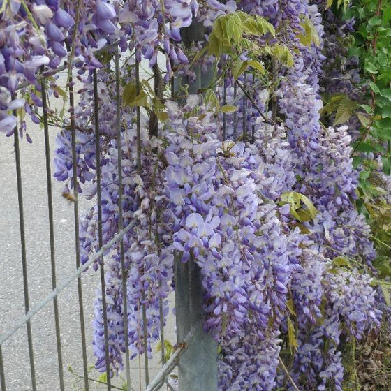 blue moon wisteria vining up a fence