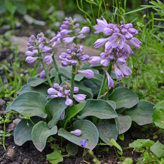 Close-up of Blue Mouse Ears hosta lavender flowers on short stalks above thick blue leaves, midsummer shade-garden bloom.
