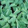 Blue Mouse Ears hosta showing compact rounded habit, thick slug-resistant blue leaves, about 6–8 inches tall and 12 inches wide.