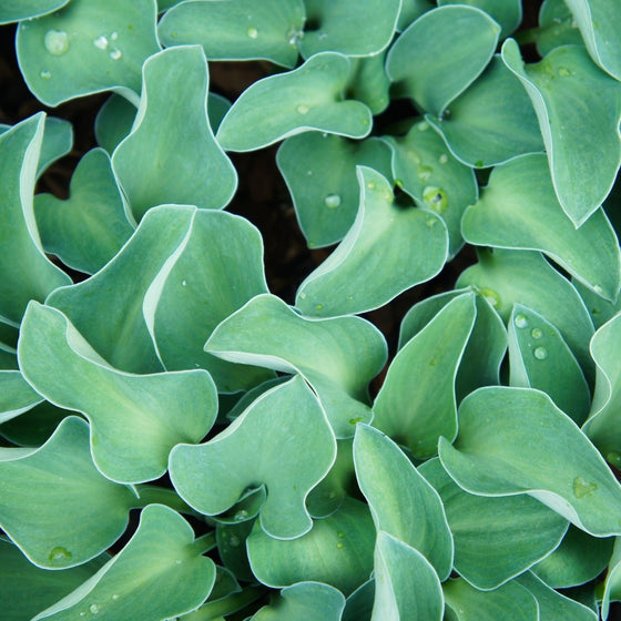 Blue Mouse Ears hosta showing compact rounded habit, thick slug-resistant blue leaves, about 6–8 inches tall and 12 inches wide.