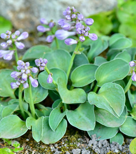 Blue Mouse Ears Hosta