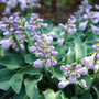 Close-up of Blue Mouse Ears hosta lavender flowers on thick stalks