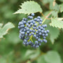 A close-up of a cluster of small blue berries hanging from a leafy green plant, with blurred green foliage in the background.