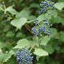 Close-up of clusters of small blue-purple berries on a leafy green plant, photographed outdoors with a blurred natural background.