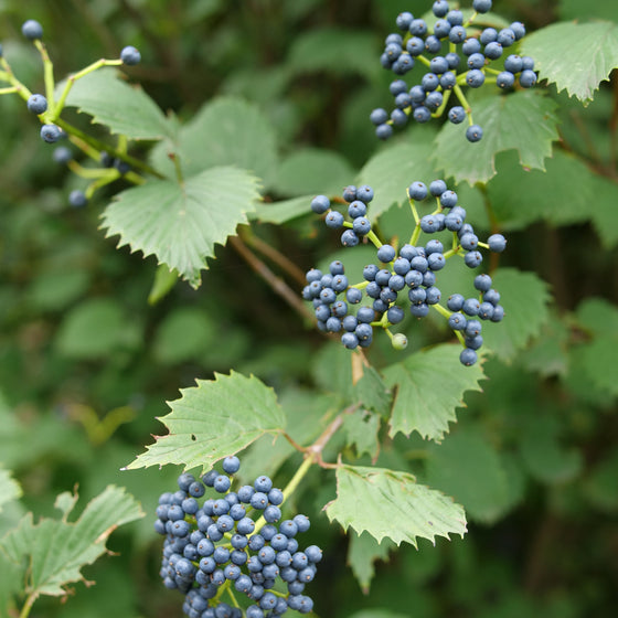 Close-up of clusters of small blue-purple berries on a leafy green plant, photographed outdoors with a blurred natural background.