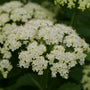 Close-up of a flowering plant with dense clusters of small white flowers and green leaves in a garden setting.