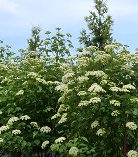 Blue Muffin® Viburnum