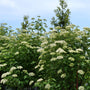 A dense shrub with abundant clusters of small white flowers and green leaves, photographed outdoors against a pale blue sky.