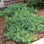 Blue Pacific Juniper Groundcover 