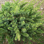 Blue Pacific Juniper Shrubs fast growth