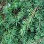 close-up of Blue Pacific Juniper Shrubs fine foliage