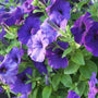 easy wave blue petunia with bluish purple flowers