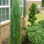 Blue Point Juniper Tree planted by doorway window
