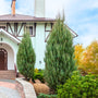 Mature Blue Point Juniper as Foundation Tree