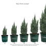 Blue Point Juniper Tree size chart