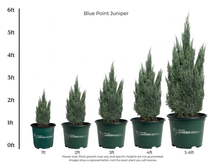 Blue Point Juniper Tree size chart