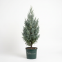 A small tree in a dark green plastic nursery pot, photographed against a plain white studio background. The pot has the text 'The Plant Centre GARDEN GOODS' printed on it.