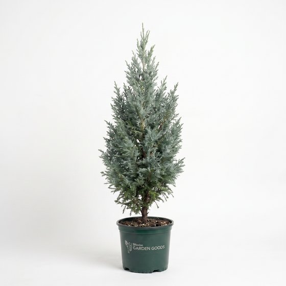 A small tree in a dark green plastic nursery pot, photographed against a plain white studio background. The pot has the text 'The Plant Centre GARDEN GOODS' printed on it.