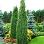 Blue Point Juniper Tree adds vertical element to landscape