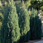 Blue Point Juniper tree for sale online at Garden Goods Direct