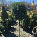 Blue Point Juniper One Ball Topiary