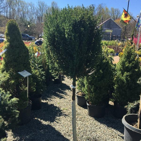 Blue Point Juniper One Ball Topiary
