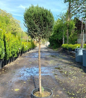 Blue Point Juniper One-Ball Topiary