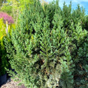 Close up of Blue Point Juniper needle like evergreen foliage