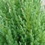 close-up of the Blue Point Juniper Spiral Topiary Trees foliage