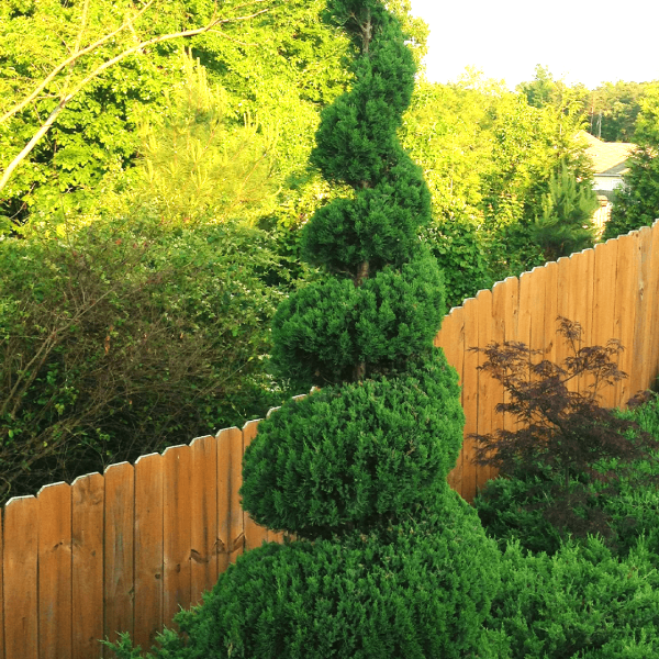Spiral Trees For Landscaping