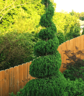 Blue Point Juniper Spiral Topiary