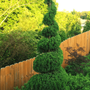 Blue Point Juniper Spiral Topiary Tree adds a whimsical accent to the landscape