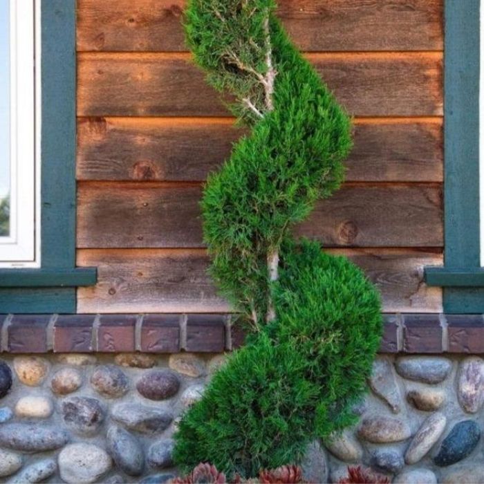 Buy Blue Point Spiral Topiary Trees Online Garden Goods Direct