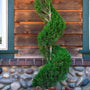 Blue Point Juniper Spiral Topiary Trees make a wonderful specimen tree