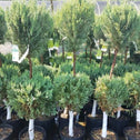 Pre-Trimmed Blue Point Juniper Two-Ball Topiary Trees in Pots