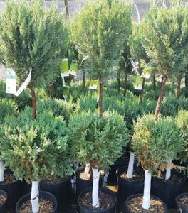 Blue Point Juniper Two-Ball Topiary